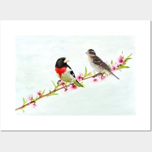 Rose Breasted Grosbeak Couple Posters and Art